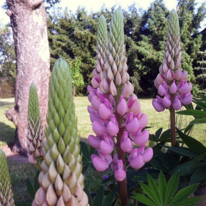 Lupine\u0020\u0028Lupinus\u0020nanus\u0029\u0020GALLERY\u0020Rosa