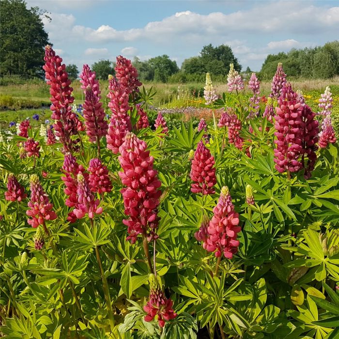 Lupine\u0020\u0028Lupinus\u0020nanus\u0029\u0020GALLERY\u0020Rot