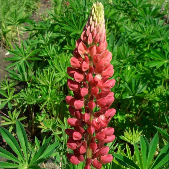 Lupine\u0020\u0028Lupinus\u0020nanus\u0029\u0020GALLERY\u0020Rot