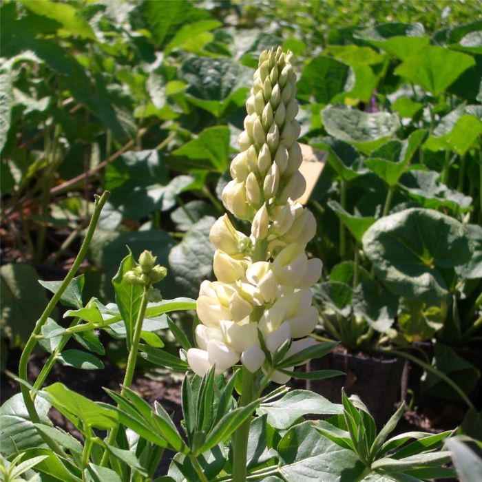 Lupine\u0020\u0028Lupinus\u0020nanus\u0020\u0029\u0020Gallery\u0020Wei\u00DF\u0020