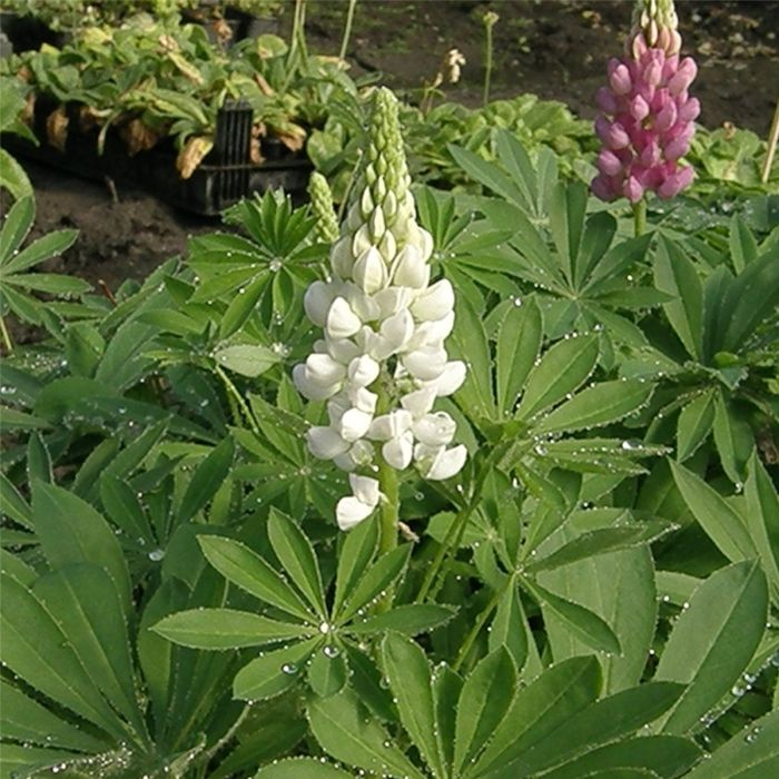Lupine\u0020\u0028Lupinus\u0020nanus\u0020\u0029\u0020Gallery\u0020Wei\u00DF\u0020