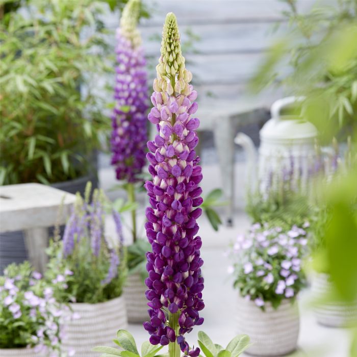 Hohe\u0020Vielbl\u00E4ttrige\u0020Lupine\u0020\u0028Lupinus\u0020polyphyllus\u0029\u0020WEST\u0020COUNTRY\u0020Shirley\u0020Anne