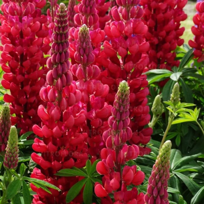 Hohe\u0020Vielbl\u00E4ttrige\u0020Lupine\u0020\u0028Lupinus\u0020polyphyllus\u0029\u0020WEST\u0020COUNTRY\u0020Beefeater\u00AE