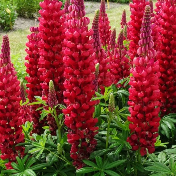 Hohe\u0020Vielbl\u00E4ttrige\u0020Lupine\u0020\u0028Lupinus\u0020polyphyllus\u0029\u0020WEST\u0020COUNTRY\u0020Beefeater\u00AE