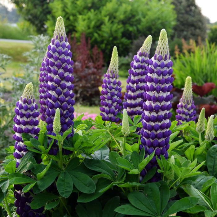 Hohe\u0020Vielbl\u00E4ttrige\u0020Lupine\u0020\u0028Lupinus\u0020polyphyllus\u0029\u0020WEST\u0020COUNTRY\u0020Blacksmith\u00AE