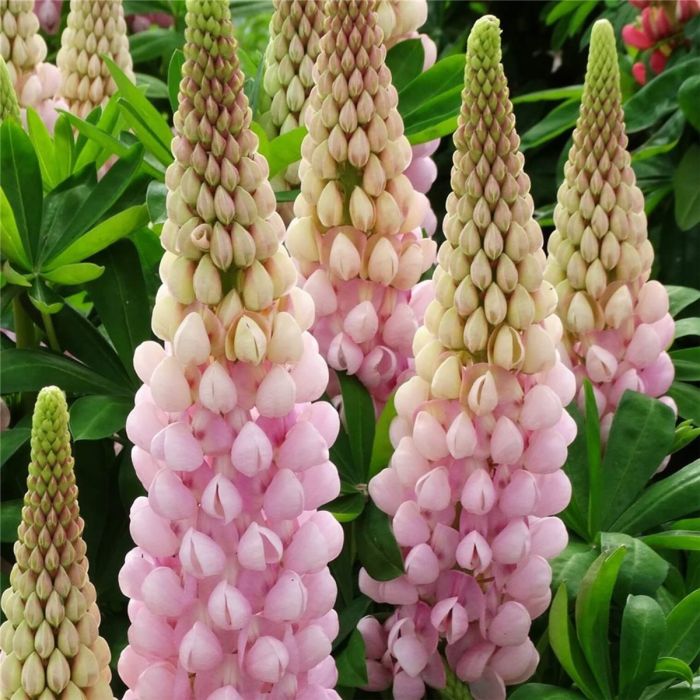 Hohe\u0020Vielbl\u00E4ttrige\u0020Lupine\u0020\u0028Lupinus\u0020polyphyllus\u0029\u0020WEST\u0020COUNTRY\u0020Blossom\u00AE