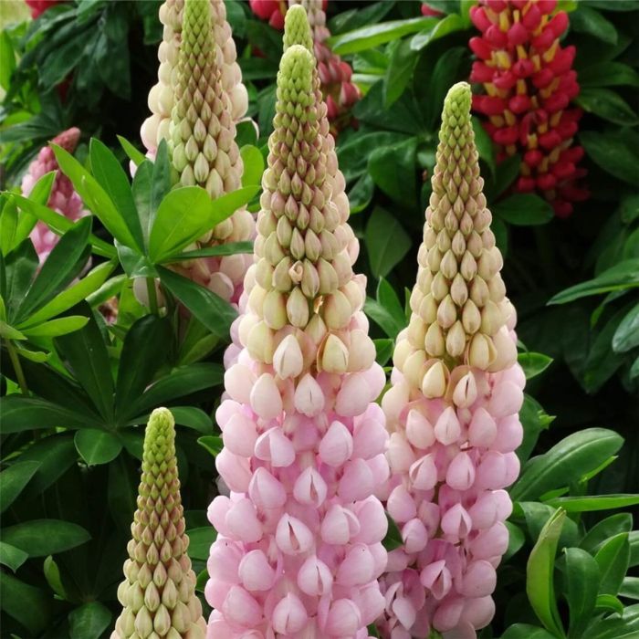 Hohe\u0020Vielbl\u00E4ttrige\u0020Lupine\u0020\u0028Lupinus\u0020polyphyllus\u0029\u0020WEST\u0020COUNTRY\u0020Blossom\u00AE