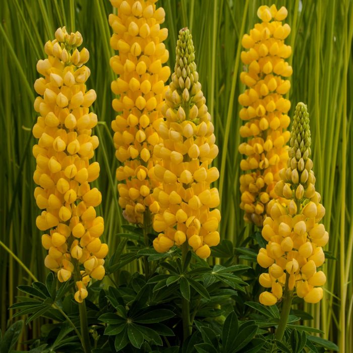 Hohe\u0020Vielbl\u00E4ttrige\u0020Lupine\u0020\u0028Lupinus\u0020polyphyllus\u0029\u0020West\u0020Country\u0020Desert\u0020Sun