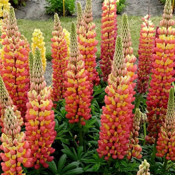 Hohe\u0020Vielbl\u00E4ttrige\u0020Lupine\u0020\u0028Lupinus\u0020polyphyllus\u0029\u0020WEST\u0020COUNTRY\u0020Gladiator\u00AE