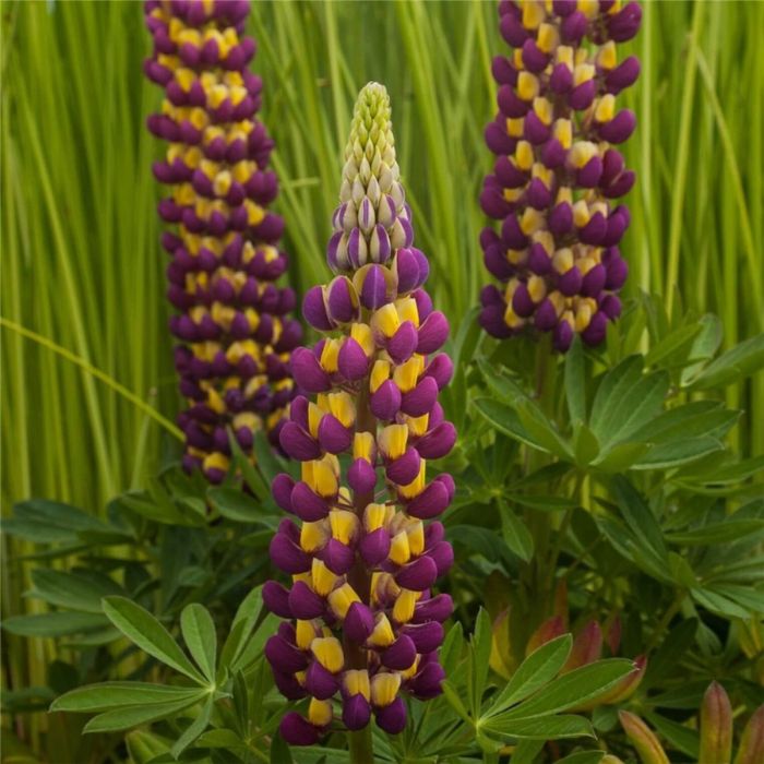 Hohe\u0020Vielbl\u00E4ttrige\u0020Lupine\u0020\u0028Lupinus\u0020polyphyllus\u0029\u0020WEST\u0020COUNTRY\u0020Manhattan\u0020Lights\u00AE