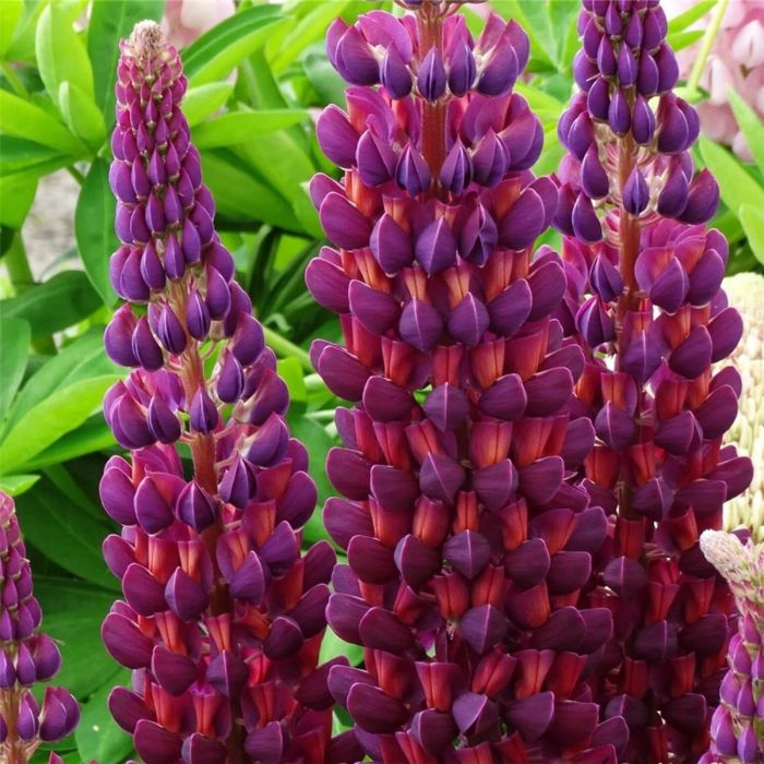 Hohe\u0020Vielbl\u00E4ttrige\u0020Lupine\u0020\u0028Lupinus\u0020polyphyllus\u0029\u0020WEST\u0020COUNTRY\u0020Masterpiece\u00AE