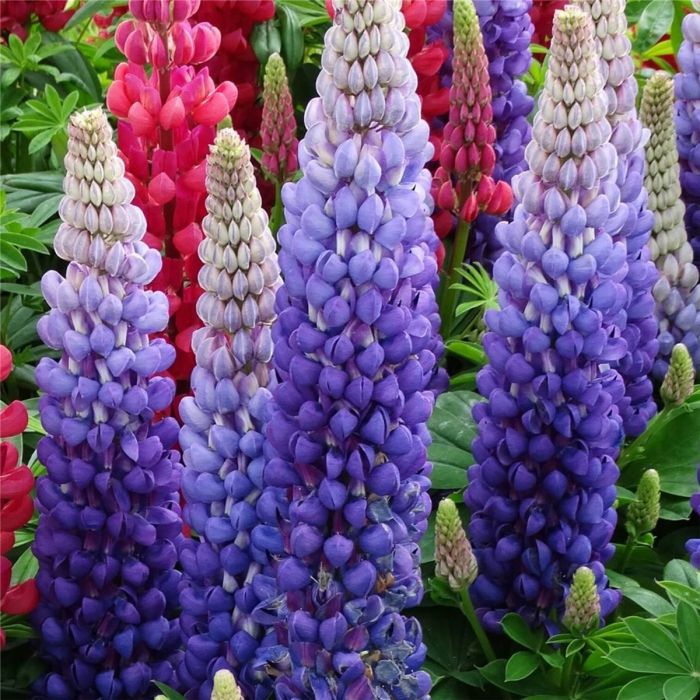 Hohe\u0020Vielbl\u00E4ttrige\u0020Lupine\u0020\u0028Lupinus\u0020polyphyllus\u0029\u0020WEST\u0020COUNTRY\u0020Persian\u0020Slipper\u00AE