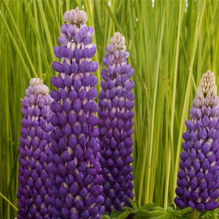 Hohe\u0020Vielbl\u00E4ttrige\u0020Lupine\u0020\u0028Lupinus\u0020polyphyllus\u0029\u0020WEST\u0020COUNTRY\u0020Persian\u0020Slipper\u00AE