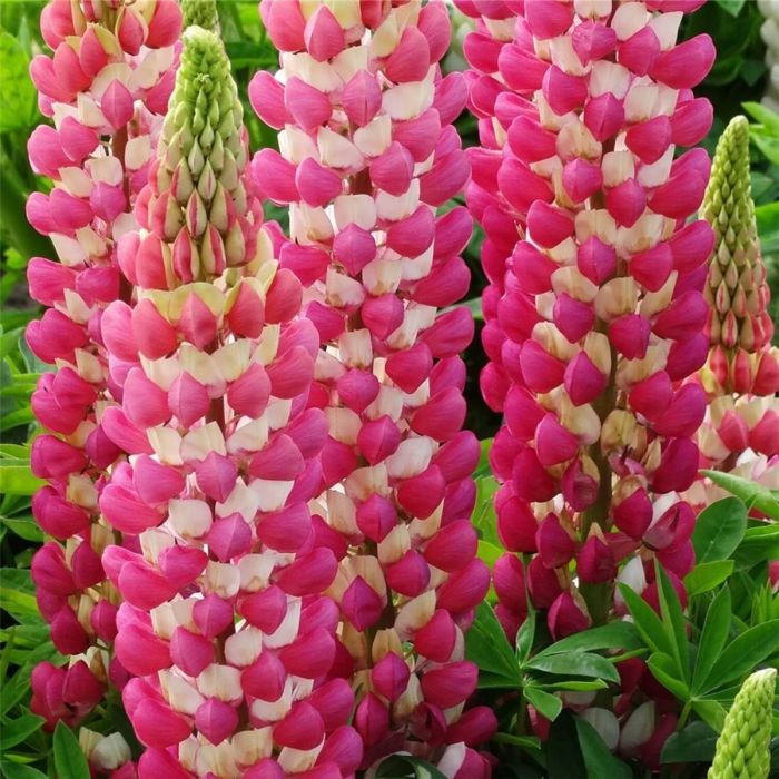 Hohe\u0020Vielbl\u00E4ttrige\u0020Lupine\u0020\u0028Lupinus\u0020polyphyllus\u0029\u0020WEST\u0020COUNTRY\u0020Rachel\u0020de\u0020Thame\u00AE