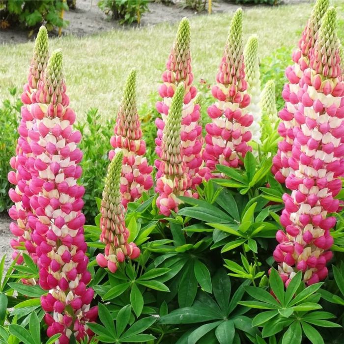 Hohe\u0020Vielbl\u00E4ttrige\u0020Lupine\u0020\u0028Lupinus\u0020polyphyllus\u0029\u0020WEST\u0020COUNTRY\u0020Rachel\u0020de\u0020Thame\u00AE