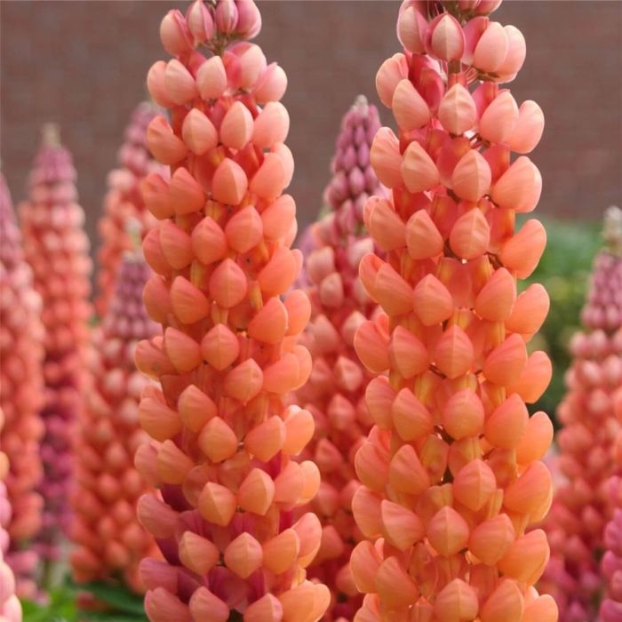 Hohe\u0020Vielbl\u00E4ttrige\u0020Lupine\u0020\u0028Lupinus\u0020polyphyllus\u0029\u0020WEST\u0020COUNTRY\u0020Salmon\u0020Star\u00AE