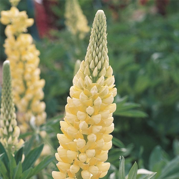 Hohe\u0020Vielbl\u00E4ttrige\u0020Lupine\u0020\u0028Lupinus\u0020polyphyllus\u0029\u0020RUSSEL\u0020Chandelier