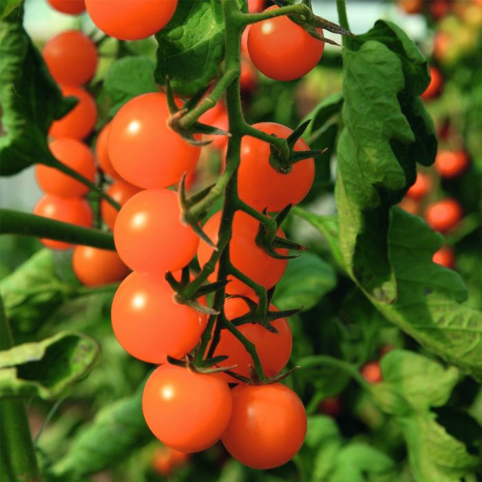 Cherry\u002DTomate\u0020\u0028Solanum\u0020lycopersicum\u0029\u0020Sungold