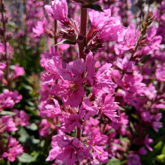 Blutweiderich\u0020\u0028Lythrum\u0020salicaria\u0029\u0020Pink\u0020Blush