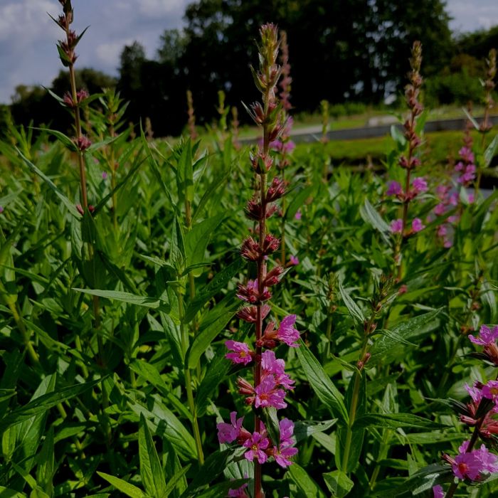 Blutweiderich\u0020\u0028Lythrum\u0020salicaria\u0029\u0020Zigeunerblut