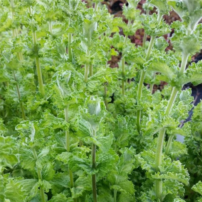 Mojitominze\u0020\u002F\u0020Hemingway\u002DMinze\u0020\u0028Mentha\u0020piperita\u0020species\u0029\u0020NEMOROSA\u00A0
