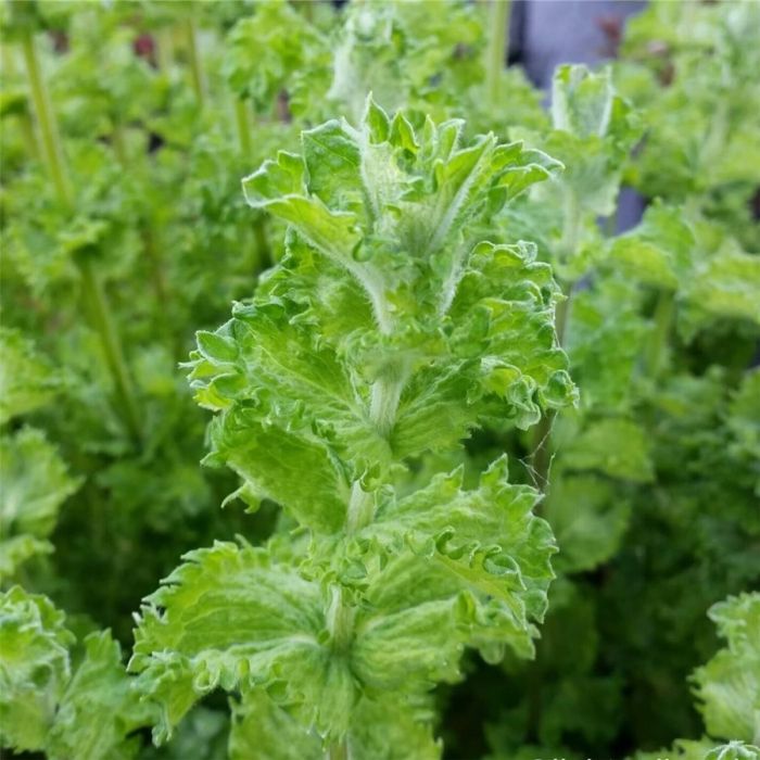 Mojitominze\u0020\u002F\u0020Hemingway\u002DMinze\u0020\u0028Mentha\u0020piperita\u0020species\u0029\u0020NEMOROSA\u00A0