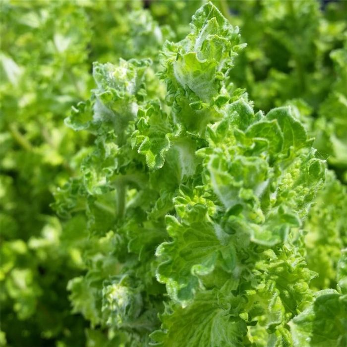Mojitominze\u0020\u002F\u0020Hemingway\u002DMinze\u0020\u0028Mentha\u0020piperita\u0020species\u0029\u0020NEMOROSA\u00A0