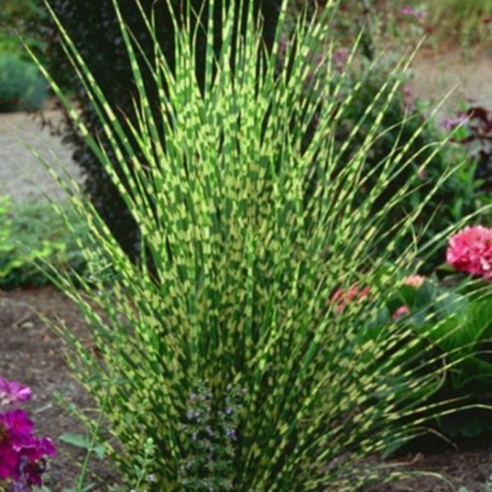 Zebraschilf\u0020\u0028Miscanthus\u0020sinensis\u0020\u0029\u0020Gold\u0020Bar\u00AE