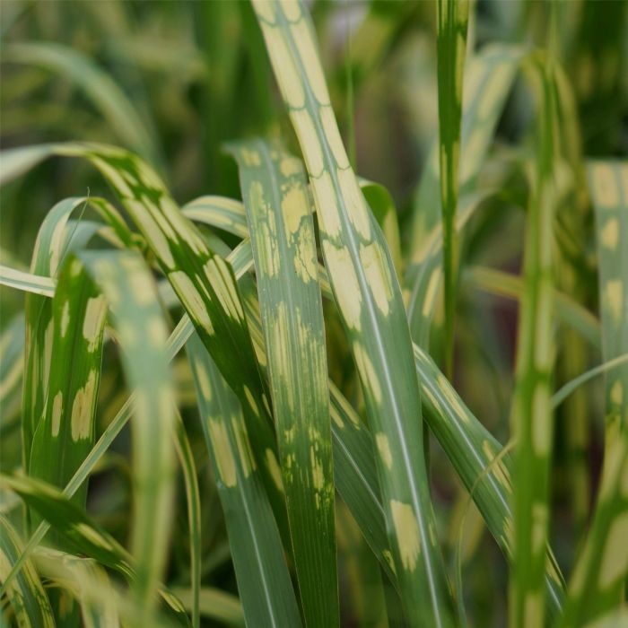 Gestreiftes\u0020Riesen\u002DChinaschilf\u0020\u0028Miscanthus\u0020giganteus\u0029\u0020Aligator