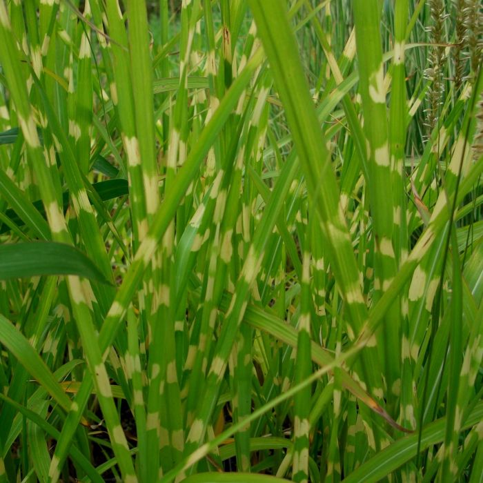 Stachelschweingras\u0020\u002F\u0020Zebraschilf\u0020\u0028Miscanthus\u0020sinensis\u0029\u0020Strictus