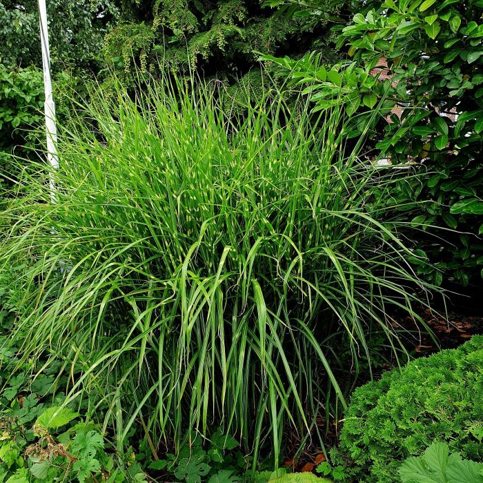 Stachelschweingras\u0020\u002F\u0020Zebraschilf\u0020\u0028Miscanthus\u0020sinensis\u0029\u0020Strictus