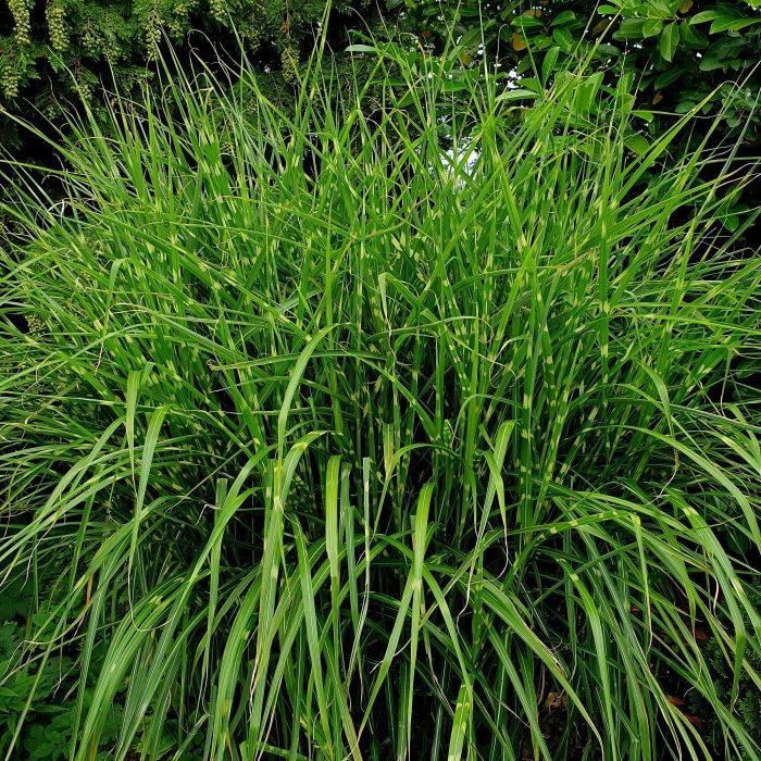 Stachelschweingras\u0020\u002F\u0020Zebraschilf\u0020\u0028Miscanthus\u0020sinensis\u0029\u0020Strictus