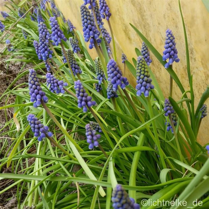 Kleine\u0020Traubenhyazinthe\u0020\u0028Muscari\u0020botryoides\u0029\u0020