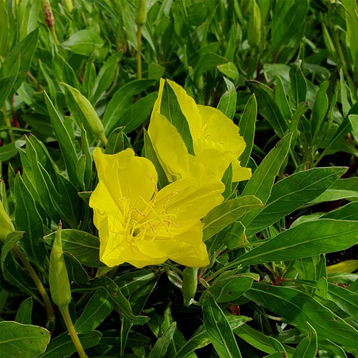 Teppich\u002DNachtkerze\u0020\u0028Oenothera\u0020missouriensis\u0020syn.\u0020macrocarpa\u0029\u0020