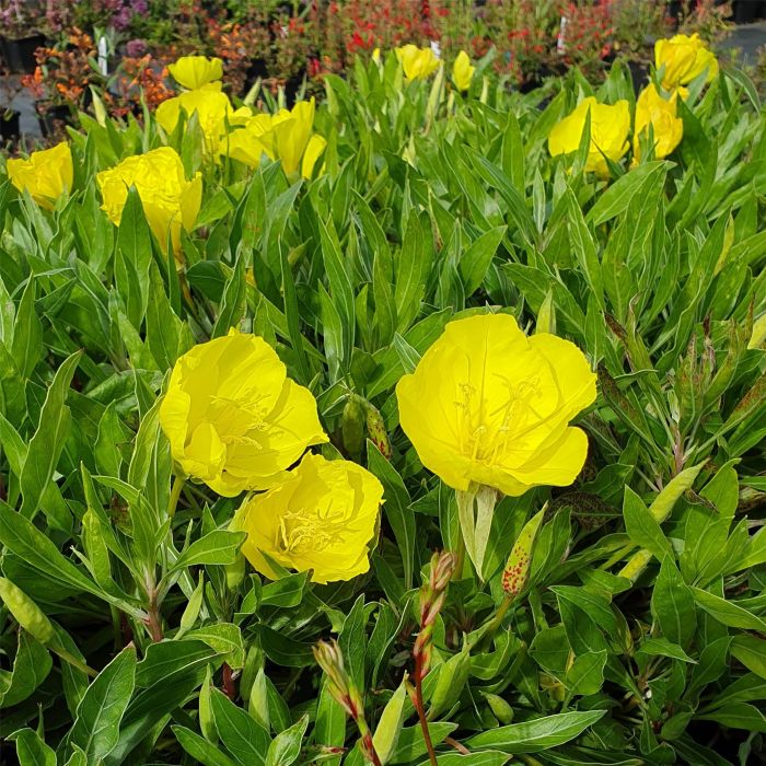 Teppich\u002DNachtkerze\u0020\u0028Oenothera\u0020missouriensis\u0020syn.\u0020macrocarpa\u0029\u0020