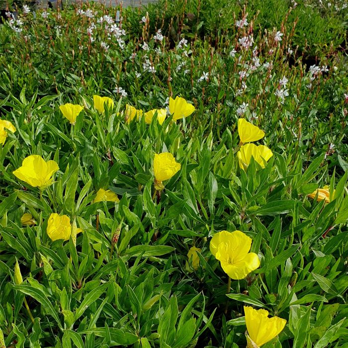 Teppich\u002DNachtkerze\u0020\u0028Oenothera\u0020missouriensis\u0020syn.\u0020macrocarpa\u0029\u0020