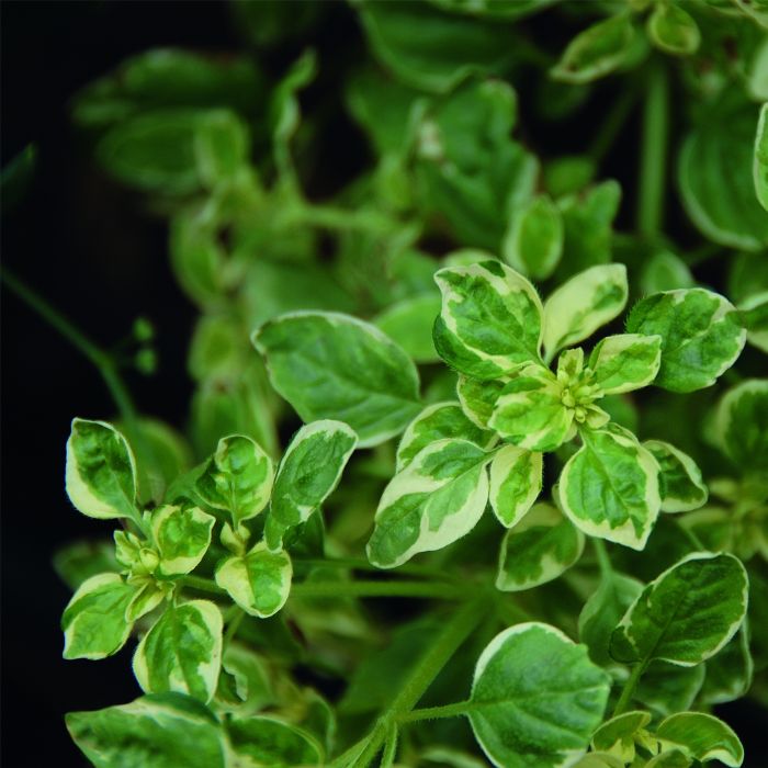 Panaschierter\u0020Oregano\u0020\u0028Origanum\u0020vulgare\u0029\u0020Variegatum