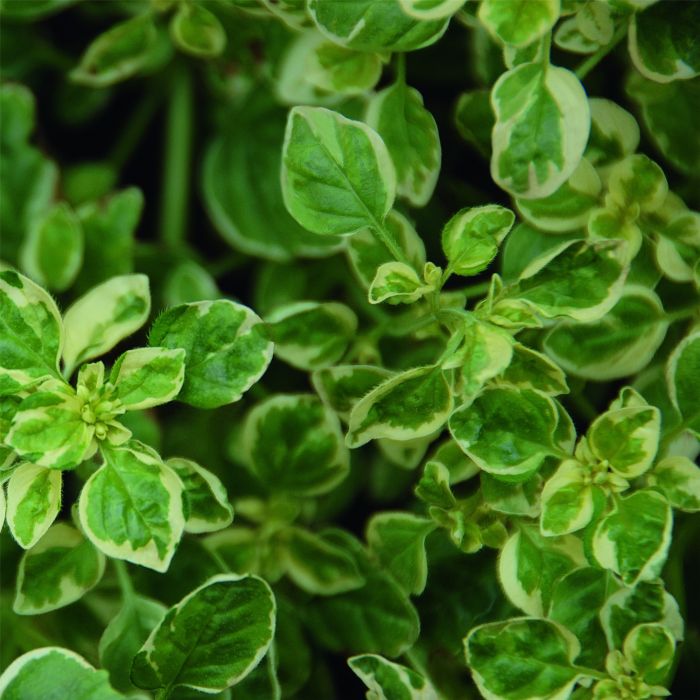 Panaschierter\u0020Oregano\u0020\u0028Origanum\u0020vulgare\u0029\u0020Variegatum