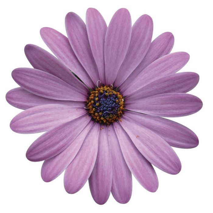 Kap\u002DMargerite\u0020\u0028Osteospermum\u0020ecklonis\u0029\u0020Cape\u0020Daisy\u00AE\u0020Zanzibar\u00AE\u0020Pink