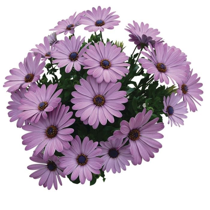 Kap\u002DMargerite\u0020\u0028Osteospermum\u0020ecklonis\u0029\u0020Cape\u0020Daisy\u00AE\u0020Zanzibar\u00AE\u0020Pink