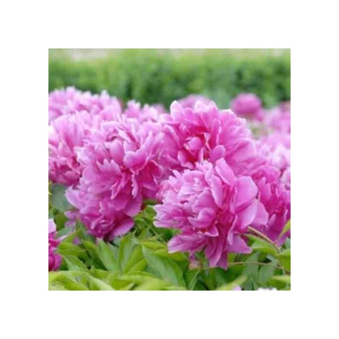 Bauernrose\u0020\u0028Paeonia\u0020officinalis\u0029\u0020rosa