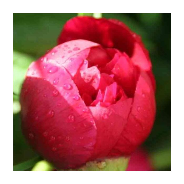 Bauernrose\u0020\u0028Paeonia\u0020officinalis\u0029\u0020rot