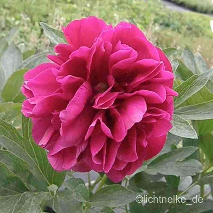 Bauernrose\u0020\u0028Paeonia\u0020officinalis\u0029\u0020rot