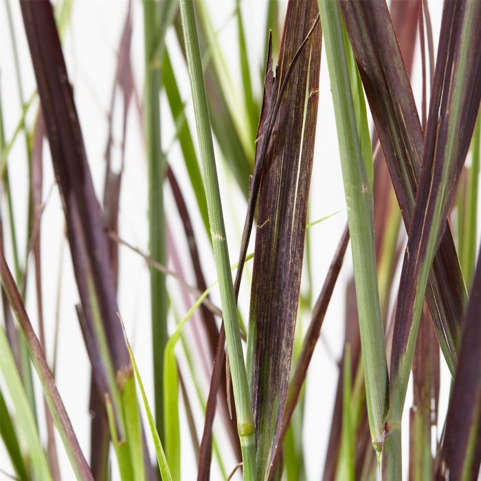 Rutenhirse\u0020\u0028Panicum\u0020virgatum\u0029\u0020Purple\u0020Breeze