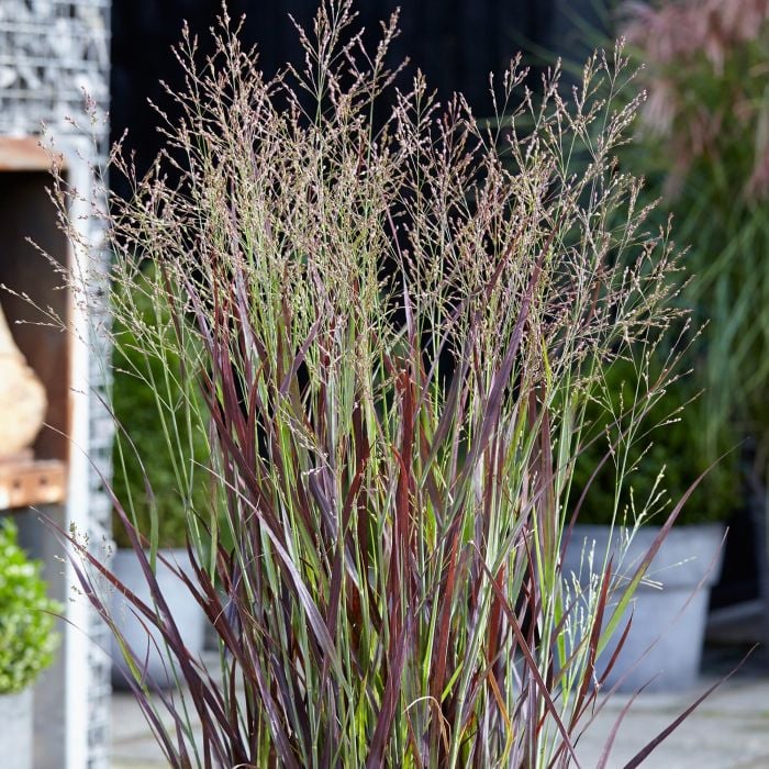 Rutenhirse\u0020\u0028Panicum\u0020virgatum\u0029\u0020Purple\u0020Breeze