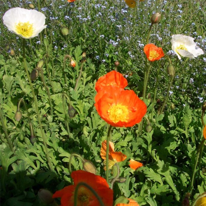 Islandmohn\u0020\u0028Papaver\u0020nudicaule\u0029\u0020Pop\u0020UP\u0020Mix