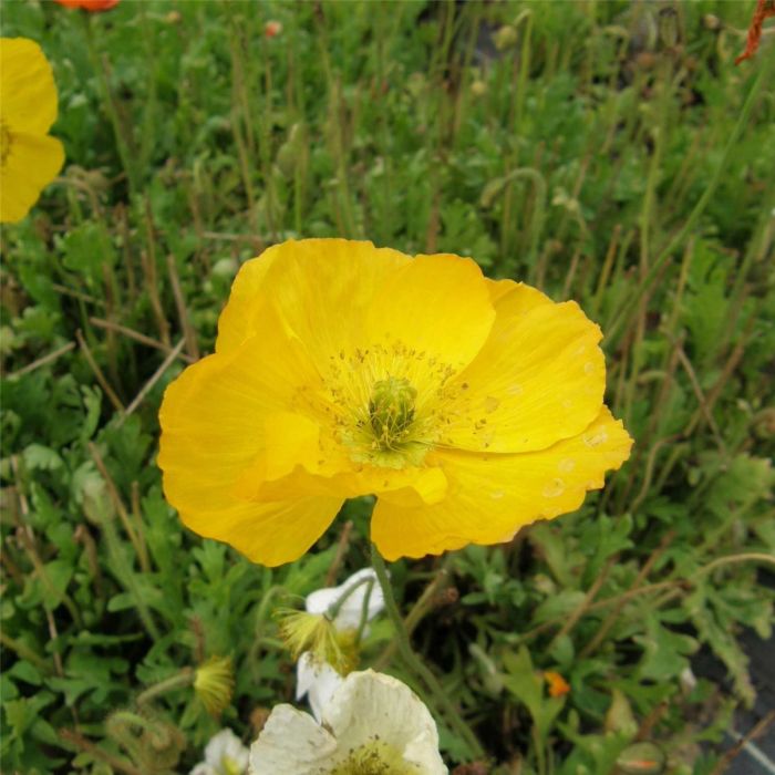 Islandmohn\u0020\u0028Papaver\u0020nudicaule\u0029\u0020Pop\u0020UP\u0020Mix