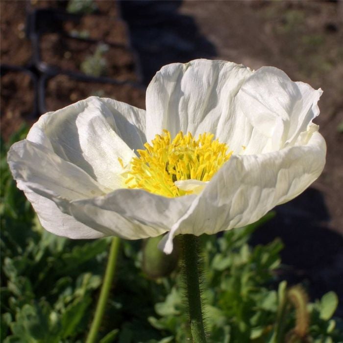 Islandmohn\u0020\u0028Papaver\u0020nudicaule\u0029\u0020Pop\u0020UP\u0020Mix