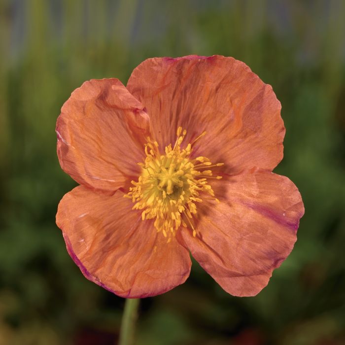 Islandmohn\u0020\u0028Papaver\u0020nudicaule\u0029\u0020POP\u002DUP\u0020Rose