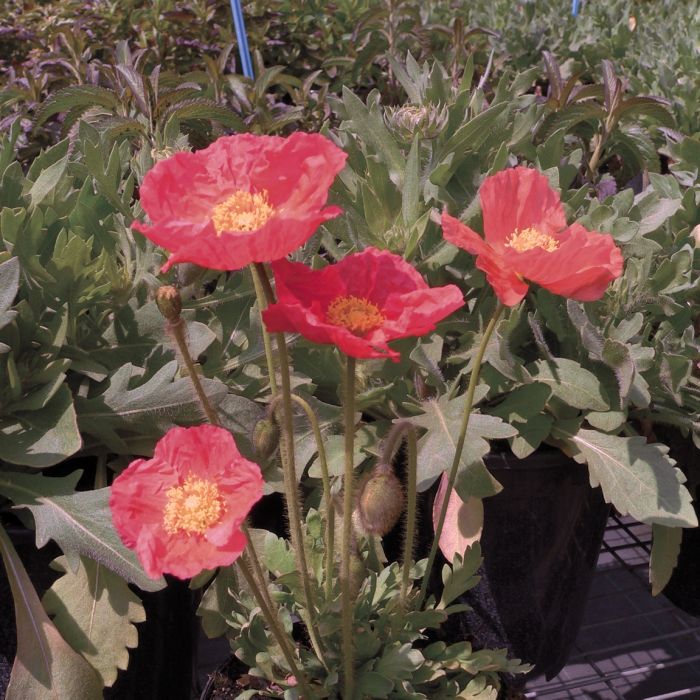 Islandmohn\u0020\u0028Papaver\u0020nudicaule\u0029\u0020POP\u002DUP\u0020Rose